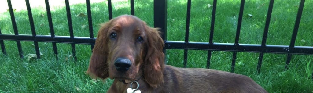 Jameson by Fence