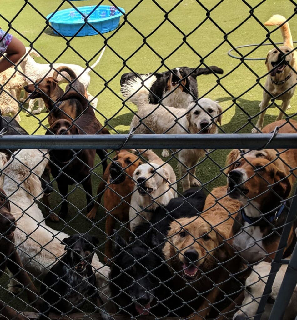 Commercial Doggie DayCare Chain Link Dog Fence